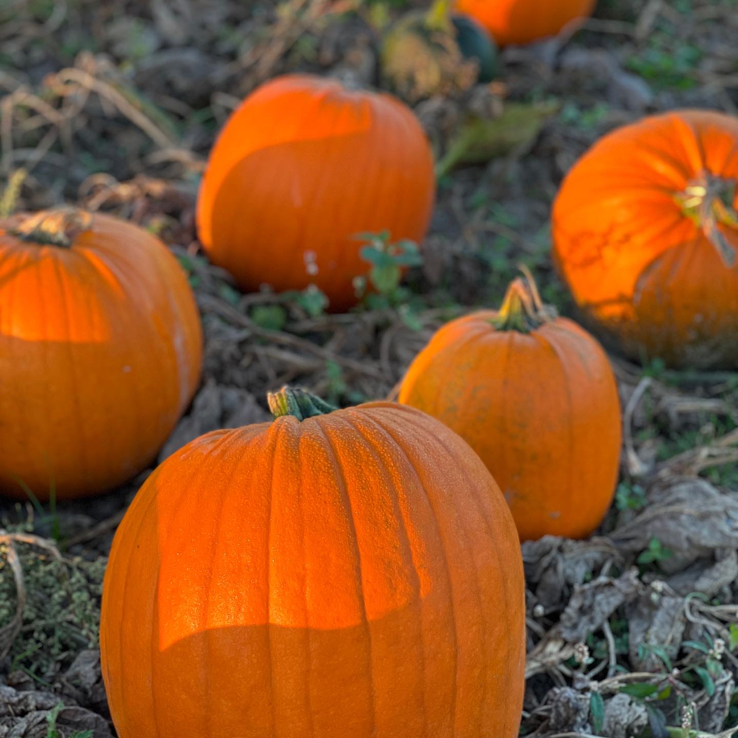 Halloween-oppyntning i Næstved City